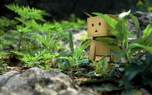 可爱纸箱人阿楞