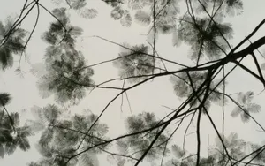 水墨画叶子图片_2