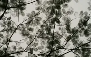 水墨画叶子图片_3