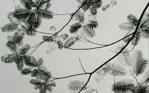 水墨画叶子图片_4