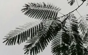 水墨画叶子图片_8