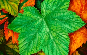 炫彩动植风光 第一辑_6
