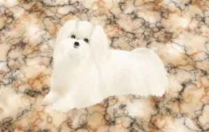手绘小狗 第二辑_3