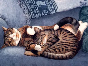手绘猫咪 第三辑_7