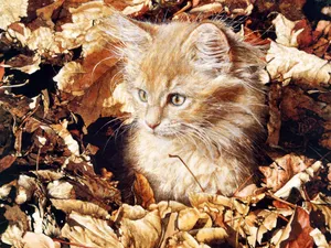 手绘猫咪 第三辑_10