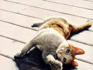 手绘猫咪 第三辑_14