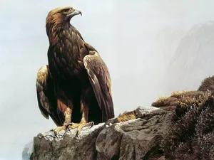 手绘动物 第四辑_16