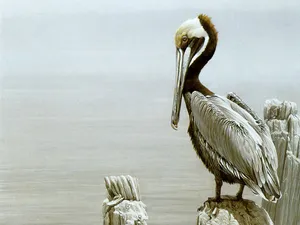 手绘动物 第二辑_7