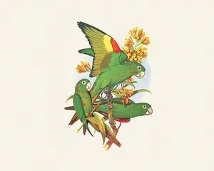 鸟类鹦鹉 第一辑_2