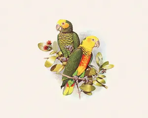 鸟类鹦鹉 第一辑_4