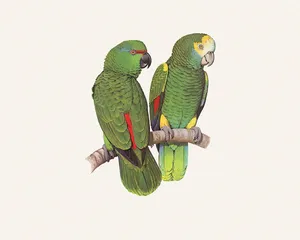 鸟类鹦鹉 第一辑_9