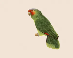 鸟类鹦鹉 第一辑_10
