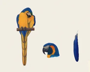 鸟类鹦鹉 第一辑_17