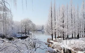 北京植物园雪景图片壁纸_3