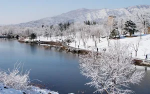 北京植物园雪景图片壁纸_7
