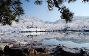 北京植物园雪景图片壁纸_8