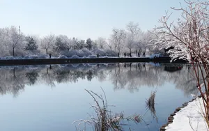 北京植物园雪景图片壁纸_9