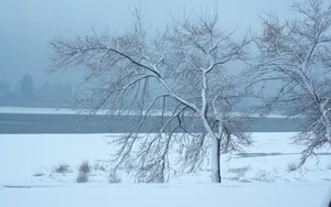 哈尔滨冬天雪景壁纸_5