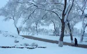 哈尔滨冬天雪景壁纸_15