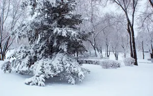 哈尔滨冬天雪景壁纸_16