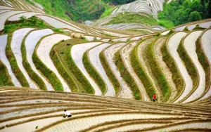 广西龙脊梯田风光壁纸_3