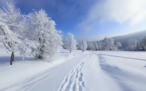 好看的雪景图片壁纸_4