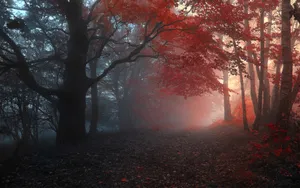 秋天美丽的雾风景壁纸_8