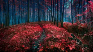 枯黄的秋季风景壁纸_3