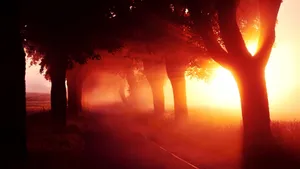 枯黄的秋季风景壁纸_5