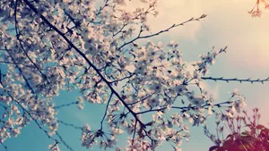 枯黄的秋季风景壁纸_9