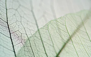 唯美树叶脉纹图片素材_7