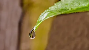 晶莹的水滴图片_8