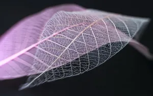 炫彩树叶纹理图片壁纸第1张