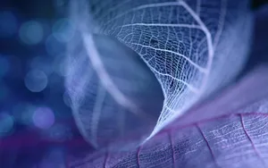 炫彩树叶纹理图片壁纸第1张