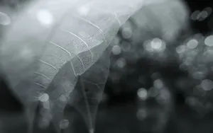 炫彩树叶纹理图片壁纸_2