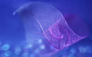 炫彩树叶纹理图片壁纸_3