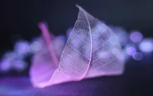 炫彩树叶纹理图片壁纸_6