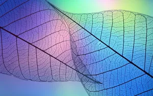 炫彩树叶纹理图片壁纸_9