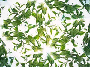 万花筒 第二辑_5