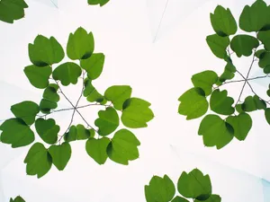 万花筒 第二辑_9