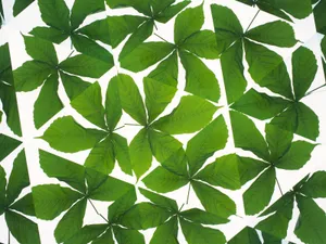 万花筒 第二辑_12