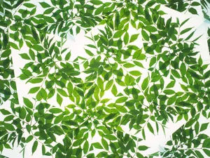 万花筒 第二辑_13
