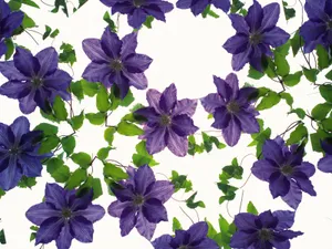 万花筒 第二辑_14