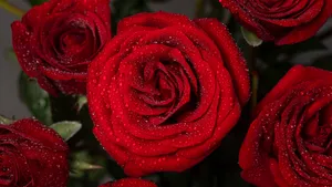 玫瑰花和钻戒图片_13