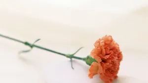 2013母亲节桌面壁纸_3
