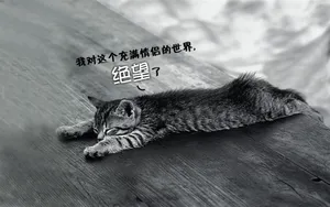 双11光棍节桌面壁纸_2