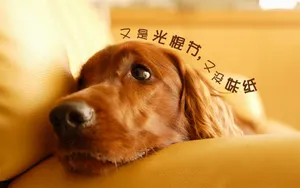 双11光棍节桌面壁纸_3