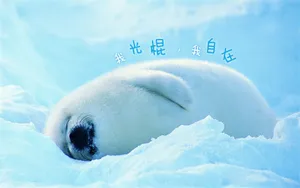 双11光棍节桌面壁纸_4