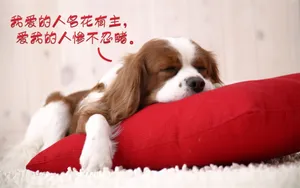 双11光棍节桌面壁纸_5