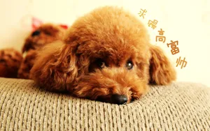 双11光棍节桌面壁纸_7